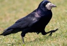 Птица грач: что мы знаем об этом вестнике весны?
