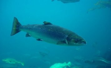 Атлантический лосось. Описание ценной промысловой рыбы