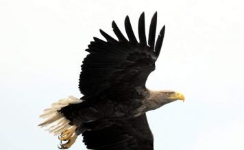 Орлан-белохвост