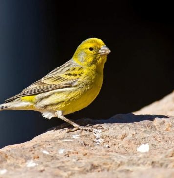 Канарейка: что это за птица?