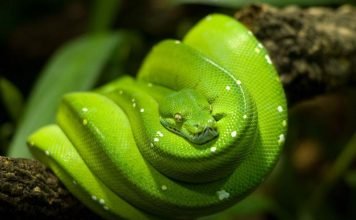 Удав: все о жизни большой змеи