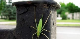 Сверчок – поющее насекомое