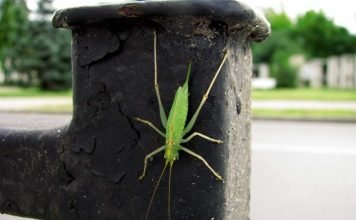 Сверчок – поющее насекомое
