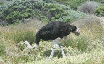 Страус африканский: что расскажет о себе самая большая птица?
