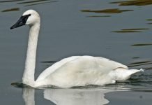 Лебедь-трубач (североамериканская птица)