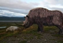 Шерстистый носорог – вымершее животное