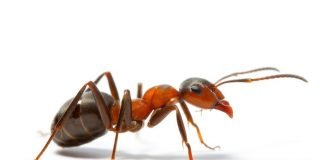 Огненные муравьи. Кто больней укусит?
