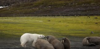 Морж и белый медведь: взаимоотношения двух «северян»