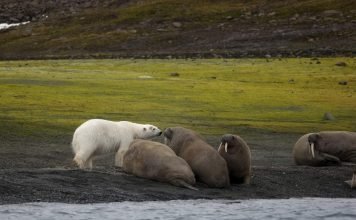 Морж и белый медведь: взаимоотношения двух «северян»