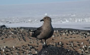 Поморник – птица Антарктики