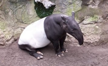 Виды тапиров