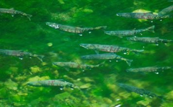 Рыба кета из «семьи» лососей