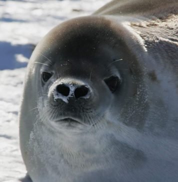 Тюлень Росса