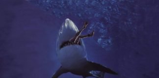 Нападения акул на людей