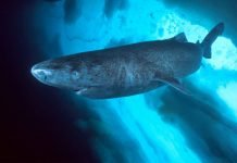 Полярная акула – загадка для ученых