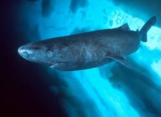 Полярная акула – загадка для ученых