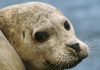 Обыкновенный тюлень