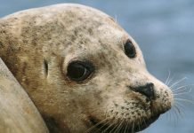 Обыкновенный тюлень