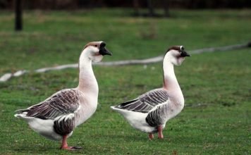 Гусь – гордая птица