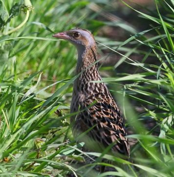 Коростель: о чем трещит птица на лугу?