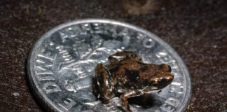 Самые маленькие животные нашей планеты