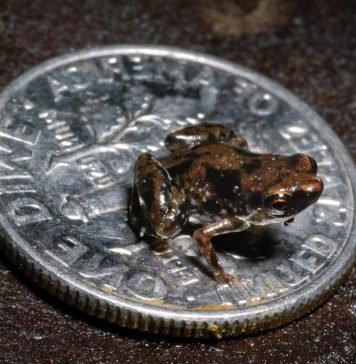 Самые маленькие животные нашей планеты