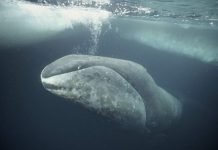 Гренландский кит – обитатель полярных вод