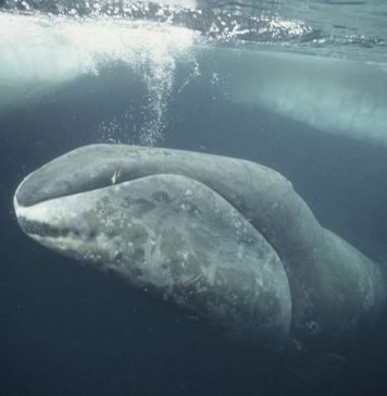 Гренландский кит – обитатель полярных вод
