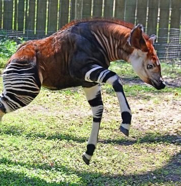 Окапи – полосатый жираф