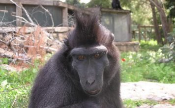 Хохлатый павиан