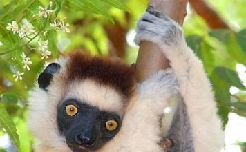 Золотоголовый сифаки — лемур из Мадагаскара