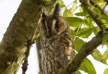 Ушастая сова – самый лучший ловец грызунов