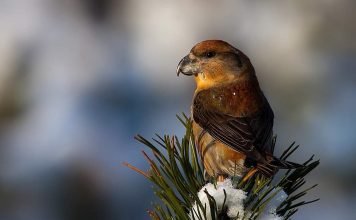 Клест-сосновик – самый крупный среди клестов
