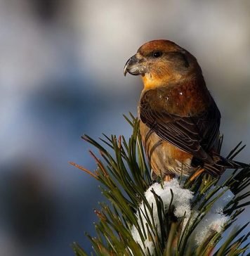Клест-сосновик – самый крупный среди клестов