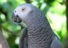 Попугай жако – неотразимый красавец
