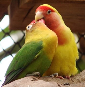 Попугаи неразлучники не могут жить без «своей половинки»