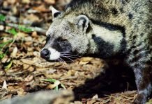 Африканская цивета