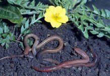 Дождевые черви: фото, видео и описание «земляных» жителей