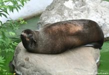 Северный морской котик