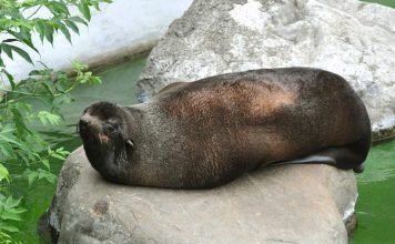 Северный морской котик