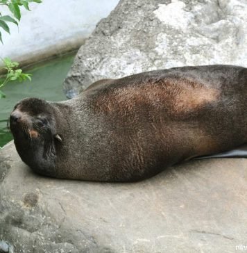 Северный морской котик