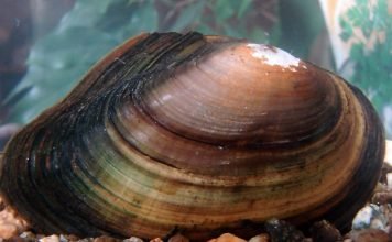 Беззубка — моллюск с хрупкой раковиной