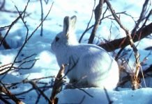 Полярный заяц (арктический беляк)