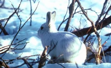 Полярный заяц (арктический беляк)