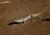 Быстрая ящурка – маленькая «попрыгунья»