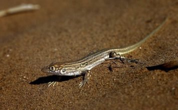 Быстрая ящурка – маленькая «попрыгунья»