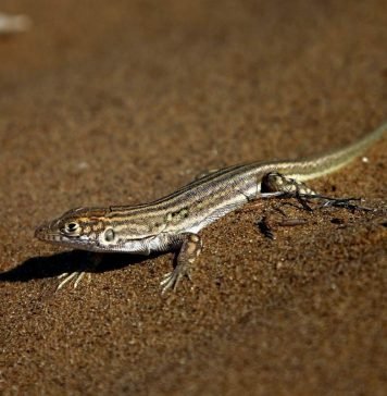 Быстрая ящурка – маленькая «попрыгунья»