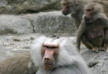 Обезьяна павиан