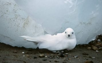 Снежный буревестник — тот, кто не боится холодов