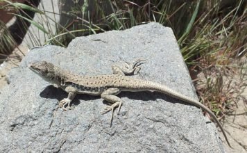 Глазчатая ящурка – азиатская рептилия